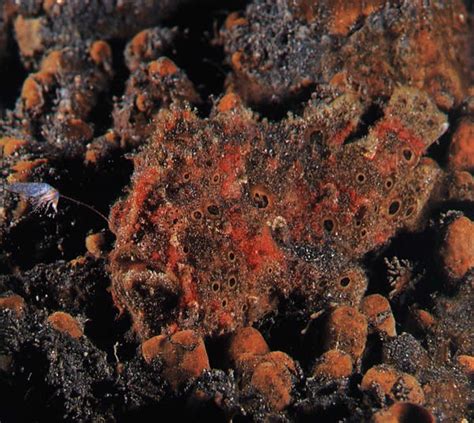 Frogfish, The Overlooked Camouflage Artist | MaduroDive Blog