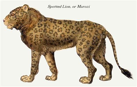 Hybrid Lion Leopard