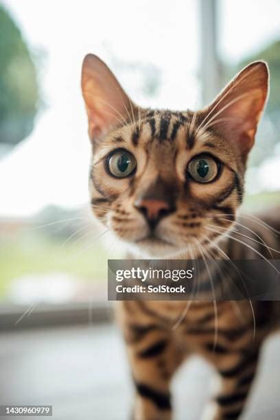 597 Bengal Cat Playing Stock Photos, High-Res Pictures, and Images ...