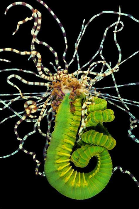 Up close and personal photos of marine worms by Alexander Semenov | Underwater creatures, Ocean ...