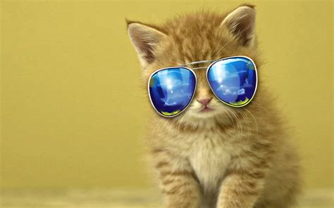 Orange cat with sunglasses graphic emoji HD wallpaper | Wallpaper Flare
