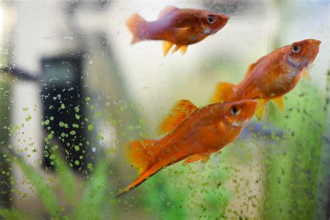 Cloudy Fish Tank Water: Top Causes of Cloudy Fish Tanks & How to Fix