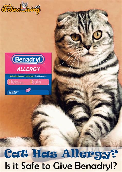 Benadryl For Cats: 7 Best Uses For It Revealed (2023)