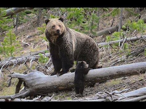 2 dead in grizzly attack in Banff National Park - YouTube