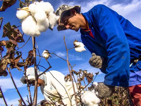 Cotton harvest editorial photography. Image of fluffy - 57672052