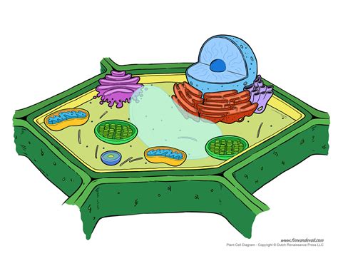 Plant Cell Diagram - Unlabeled - Tim's Printables