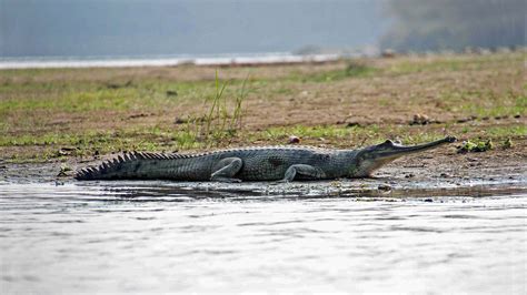 New gharial hatchlings in Nepal a hopeful sign for the critically endangered reptile