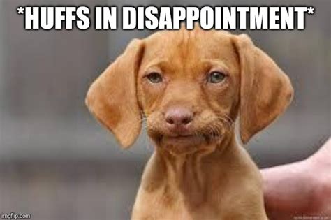 Disappointed Dog Memes - Imgflip