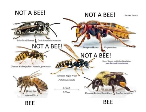 Texas Wasp And Bee Id Chart