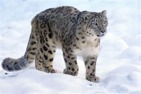 Top 10 Critically Endangered Species in Asia in 2023 | Earth.Org