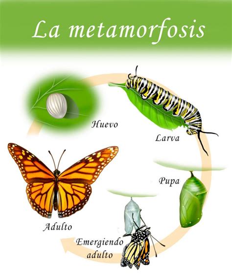 Resumen de la metamorfosis: tipos, fases, importancia, ejemplos