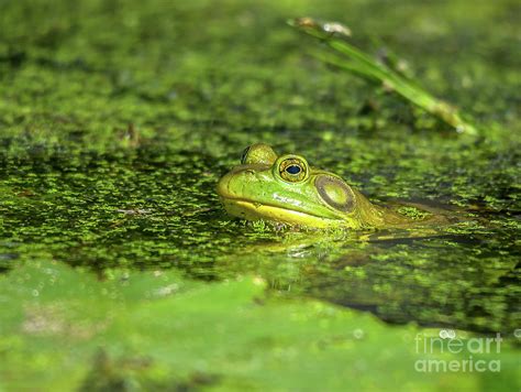 Frog in the Swamp Photograph by Cheryl Baxter | Pixels