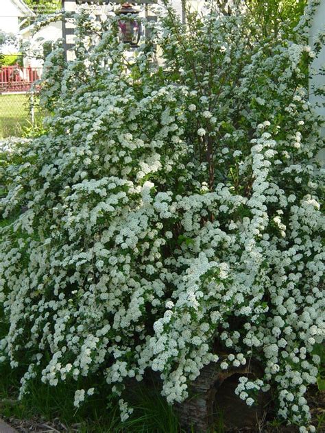 PlantFiles Pictures: Spiraea Species, Bridal Wreath Spiraea (Spiraea prunifolia) by hgurule