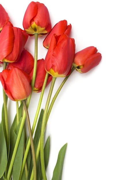 Premium Photo | Red tulips