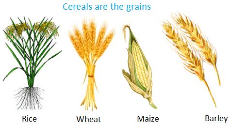 Food from Plants | Roots as Vegetables | Leaves as Food | Stems as Vegetables