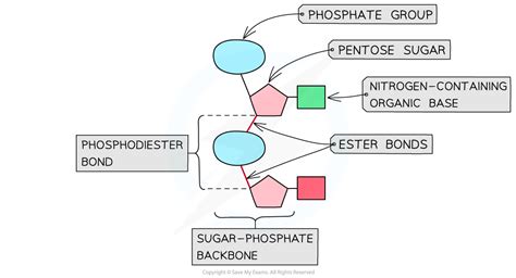 Nucleotides, DNA & RNA, Base Pairing (2.9) | Edexcel International AS Biology Revision Notes ...