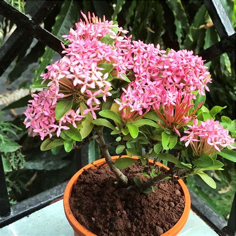 Dwarf Pink Ixora – myBageecha