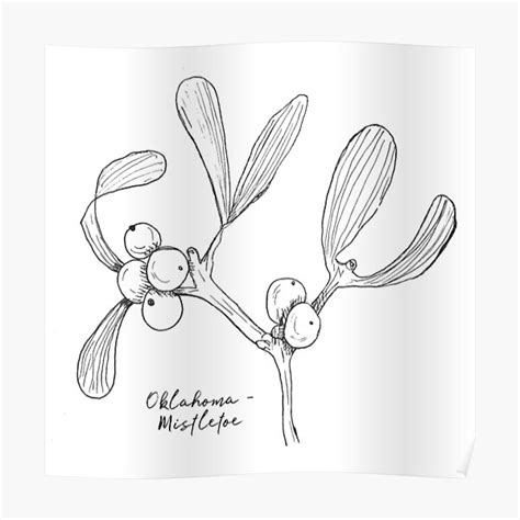 "Mistletoe Oklahoma State Flower Illustration" Poster by JourneyHomeMade | Redbubble