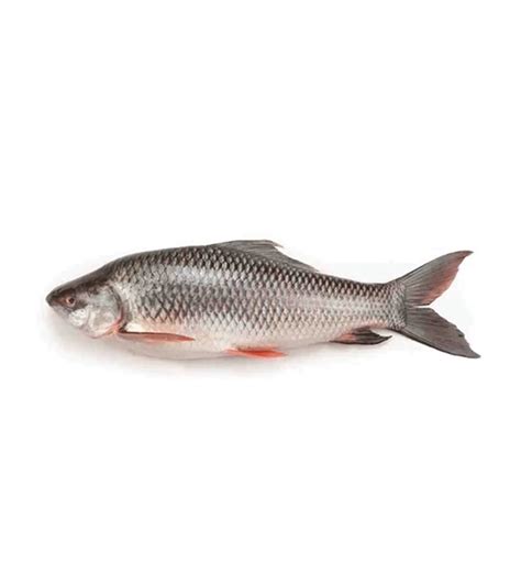 Buy Rui Fish 3-4 kg Online at Best Price | Othoba.com