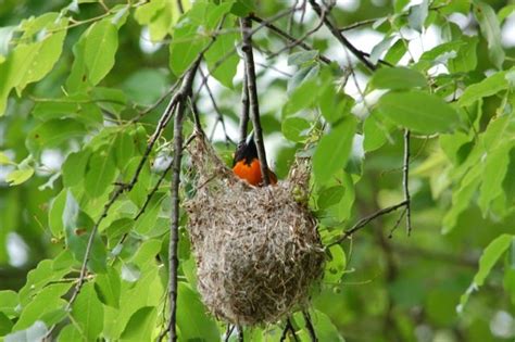 oriole nests | ... New England pond: Male and Female Baltimore Oriole and Their Nest | Baltimore ...