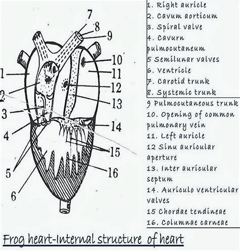 FROG HEART STRUCTURE FISH HEART STRUCTURE –COMPARATIVE ANATOMY