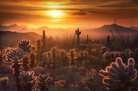 VICTORY! Defending Sonoran Desert National Monument from harmful livestock grazing – Advocates ...