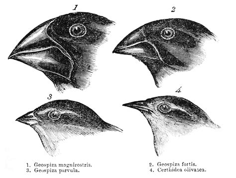 Darwin's finches - Wikipedia