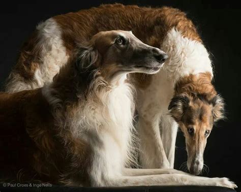 11 best Borzoi (Mix) images on Pinterest | Dog breeds, Species of dogs ...