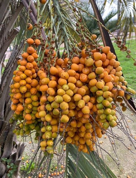 Pindo Palm Seeds Edible Plant Seeds Palm Tree Seeds Gift for Gardener ...