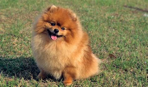 Anjing Pomeranian Cantik | Gambar Foto Anjing