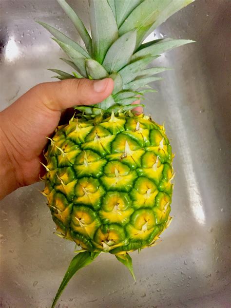 My first pineapple harvest! Planted a top three years and two houses ...