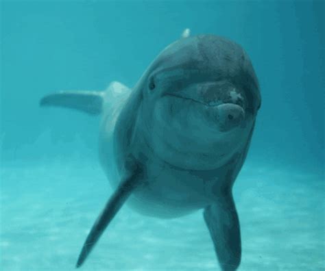 Dolphin GIFs - Find & Share on GIPHY