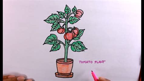 Tomato Leaves Drawing