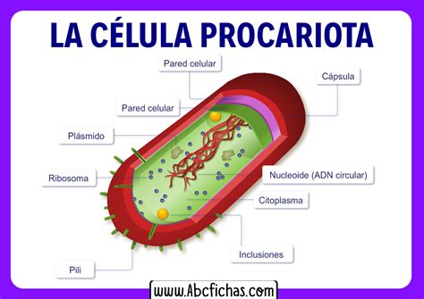 Estructura de la celula procariota - ABC Fichas