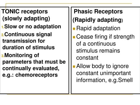 PPT - Sensory receptors PowerPoint Presentation, free download - ID:4168439