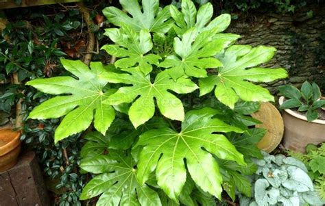 Evergreen Plants, Ornamental Plants, Gunnera Plant, Plants For Shady ...