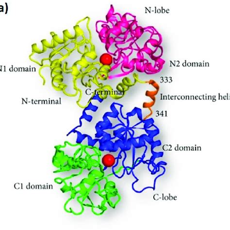 Structure of TfR: Transferrin is made up of α-helices and β-sheets.... | Download Scientific Diagram