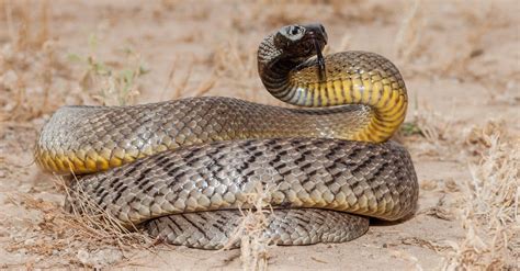 10 Snakes That Live in the Desert — #1 is Terrifying! - AZ Animals