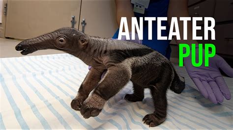 Giant Anteater Born at Zoo Miami! - YouTube