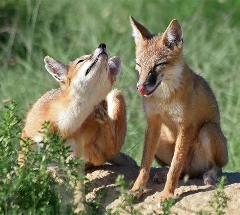 Swift Fox Pups - Bent County CO - August 2020 | Playing and … | Flickr