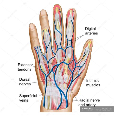 Anatomy of back of human hand — blood vessels, medical illustration - Stock Photo | #174712076