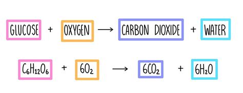 Smart Write The Word Equation For Aerobic Respiration Physics Equations ...