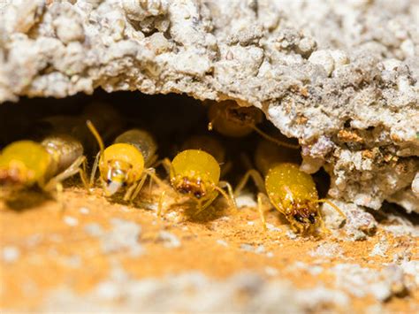 Treating Termites In Ceiling | Shelly Lighting