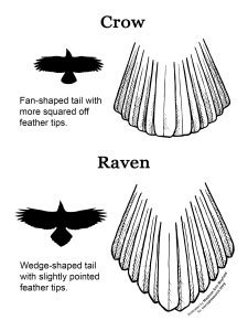 The definitive guide for distinguishing American crows & common ravens