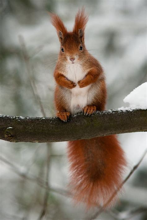 Red Squirrel on the Branch in Winter Watching the Onlooker Stock Photo ...