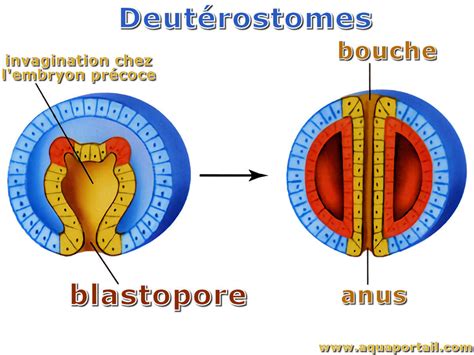 Blastopore : définition et explications