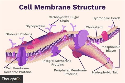 Cell Membrane Function and Structure