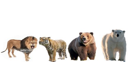 Barbary Lion vs Bengal Tiger vs Grizzly Bear vs Polar Bear - Battles - Comic Vine