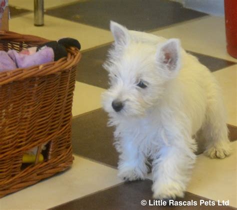 41+ Westie puppies for free adoption | puppies2021