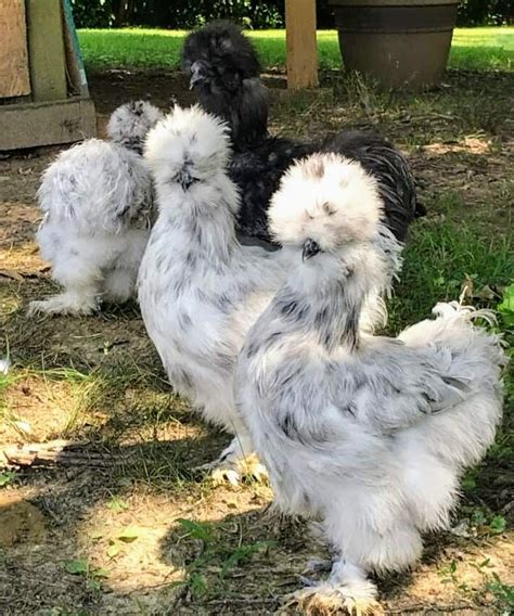 Blue Silkie Bantam Chickens